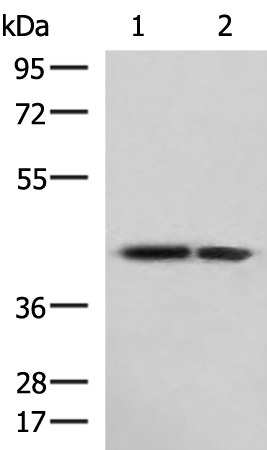 Anti-ATP6V1C1 Rabbit Polyclonal Antibody