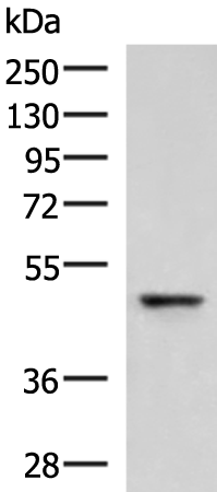 Anti-RMDN2 Rabbit Polyclonal Antibody