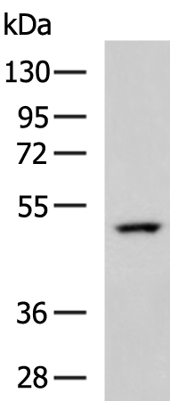 Anti-COPS3 Rabbit Polyclonal Antibody