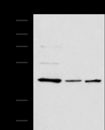 Anti-ACTL6B Rabbit Polyclonal Antibody