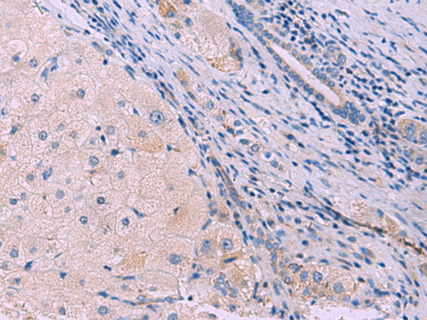 Anti-SIGLEC6 Rabbit Polyclonal Antibody