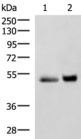 Anti-SIGLEC6 Rabbit Polyclonal Antibody
