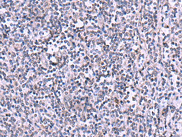 Anti-KIR3DL1 Rabbit Polyclonal Antibody