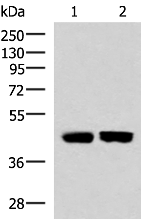 Anti-KIR3DL1 Rabbit Polyclonal Antibody