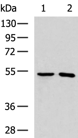 Anti-TRMT12 Rabbit Polyclonal Antibody