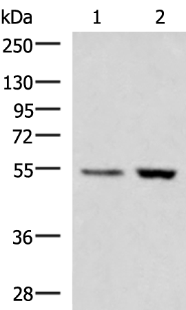 Anti-ZSWIM1 Rabbit Polyclonal Antibody