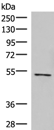 Anti-POLD2 Rabbit Polyclonal Antibody