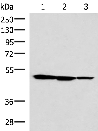 Anti-TPR Repeat Protein 38 Rabbit Polyclonal Antibody
