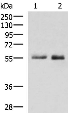 Anti-PEPD Rabbit Polyclonal Antibody