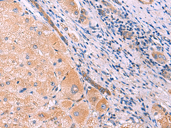 Anti-Myotilin Rabbit Polyclonal Antibody