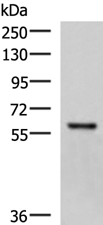 Anti-Myotilin Rabbit Polyclonal Antibody