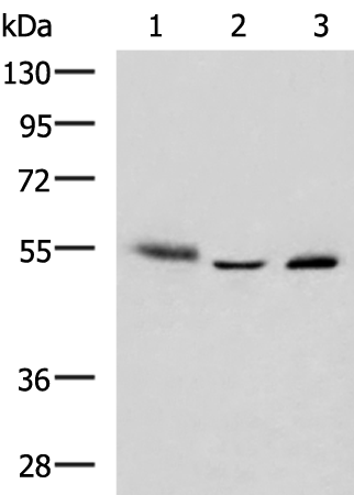 Anti-IKZF2 Rabbit Polyclonal Antibody