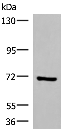 Anti-PAPSS2 Rabbit Polyclonal Antibody