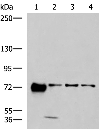 Anti-PPEF1 Rabbit Polyclonal Antibody