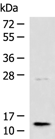 Anti-Transmembrane Protein 141 Rabbit Polyclonal Antibody