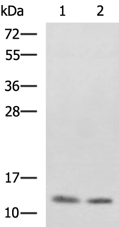 Anti-PHF5A Rabbit Polyclonal Antibody