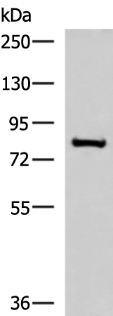 Anti-NPHP1 Rabbit Polyclonal Antibody