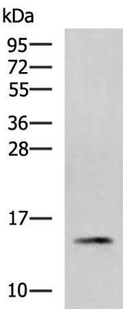 Anti-PHPT1 Rabbit Polyclonal Antibody