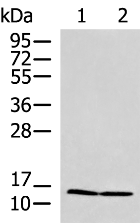 Anti-PAM16 Rabbit Polyclonal Antibody