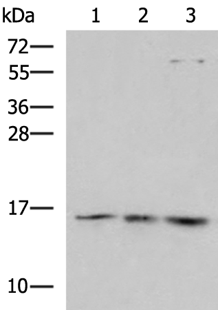 Anti-H2AJ Rabbit Polyclonal Antibody