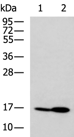Anti-PDE6D Rabbit Polyclonal Antibody
