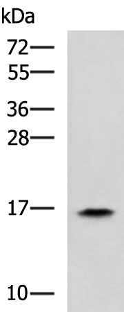 Anti-RPS14 Rabbit Polyclonal Antibody