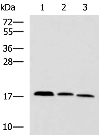 Anti-CPLX3 Rabbit Polyclonal Antibody