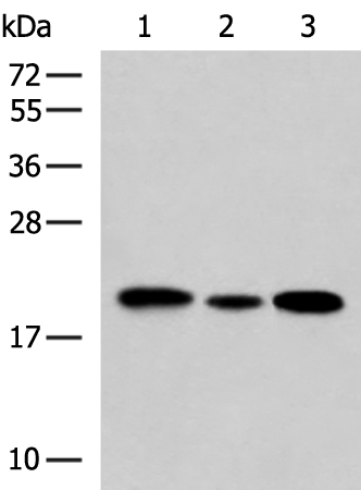 Anti-MRPS28 Rabbit Polyclonal Antibody