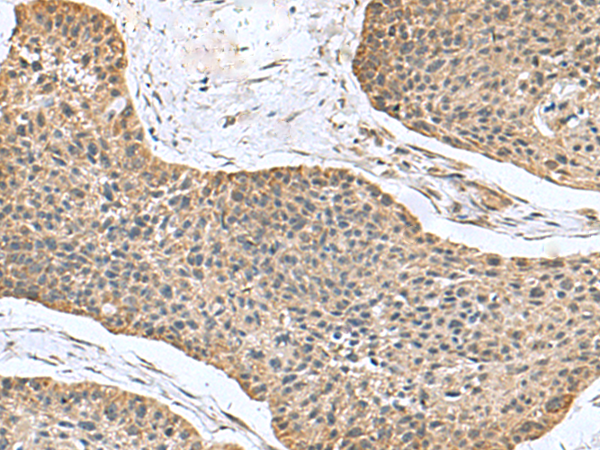 Anti-NFS1 Rabbit Polyclonal Antibody