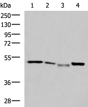 Anti-NFS1 Rabbit Polyclonal Antibody