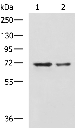 Anti-MYEF2 Rabbit Polyclonal Antibody