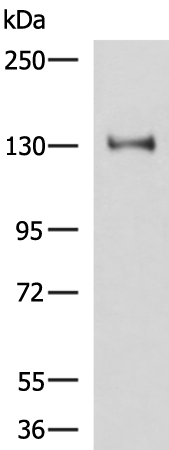 Anti-PRPF40A Rabbit Polyclonal Antibody