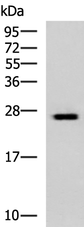 Anti-GINS3 Rabbit Polyclonal Antibody