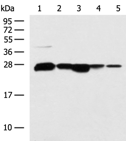 Anti-CCDC134 Rabbit Polyclonal Antibody