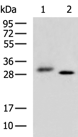 Anti-ITM2C Rabbit Polyclonal Antibody