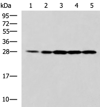 Anti-Proteasome alpha 6 Rabbit Polyclonal Antibody