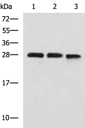 Anti-PLEKHF2 Rabbit Polyclonal Antibody