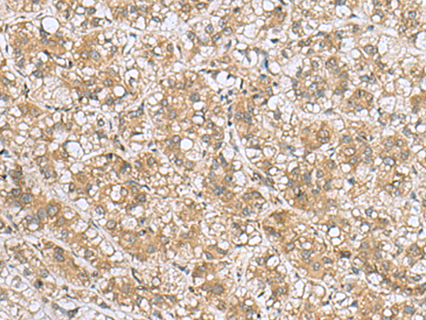 Anti-LFNG Rabbit Polyclonal Antibody