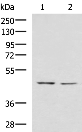 Anti-LFNG Rabbit Polyclonal Antibody
