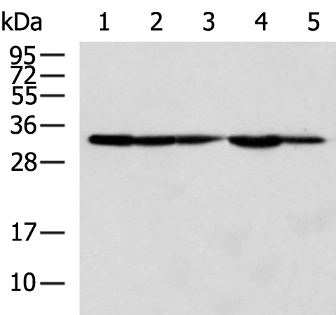 Anti-STX6 Rabbit Polyclonal Antibody