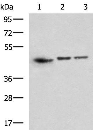 Anti-CMAS Rabbit Polyclonal Antibody