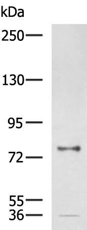 Anti-CNST Rabbit Polyclonal Antibody