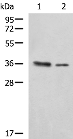 Anti-PDCL Rabbit Polyclonal Antibody