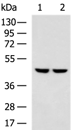 Anti-PPP2R4 Rabbit Polyclonal Antibody