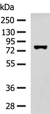 Anti-SSH3 Rabbit Polyclonal Antibody