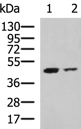 Anti-KMT1B Rabbit Polyclonal Antibody