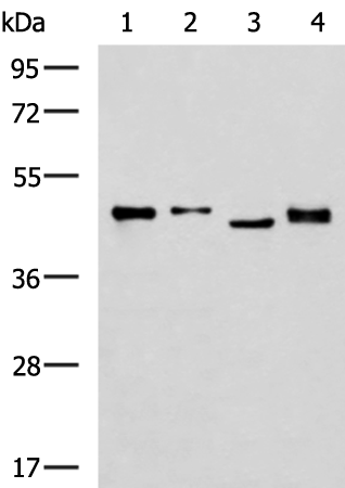 Anti-SAV1 Rabbit Polyclonal Antibody
