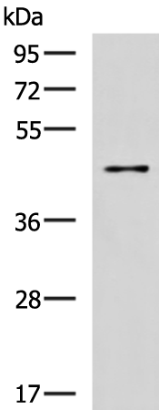 Anti-SLC30A3 Rabbit Polyclonal Antibody