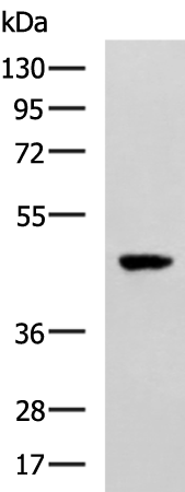 Anti-SNIP1 Rabbit Polyclonal Antibody