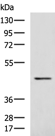 Anti-PSTPIP1 Rabbit Polyclonal Antibody